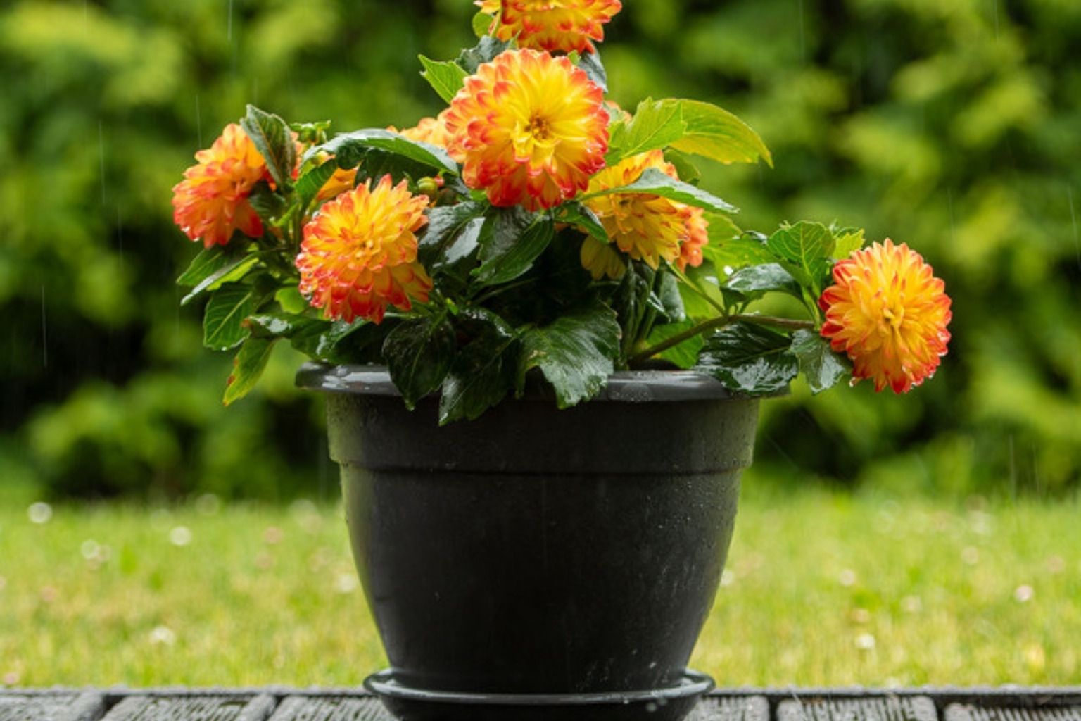 Potte med orange blomster på en grålig træterrasse med buske i baggrunden